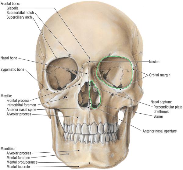 thumbs/Anterior Skull.jpeg.jpg